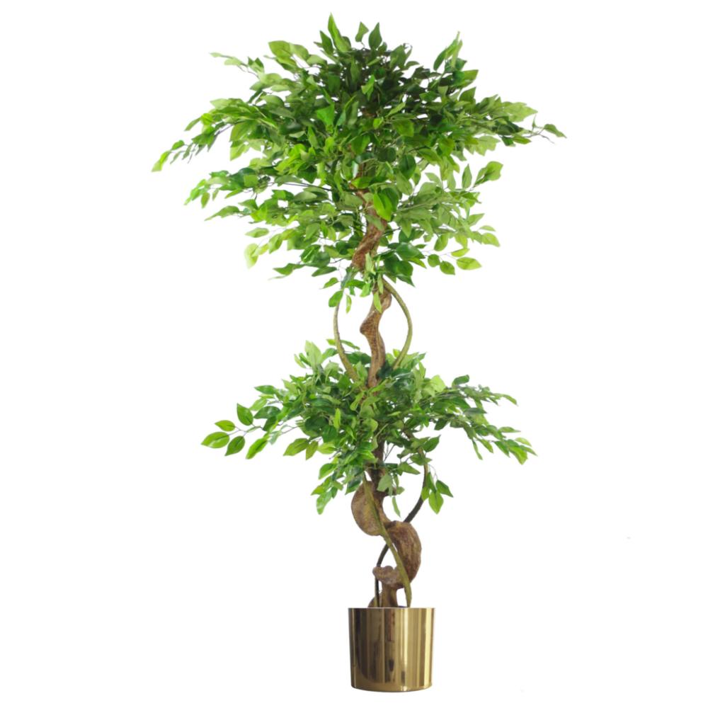 Japanese Trees | 150cm Twisted Trunk Artificial Japanese Fruticosa Ficus Tree Gold Planter Artificial Trees Japanese Trees