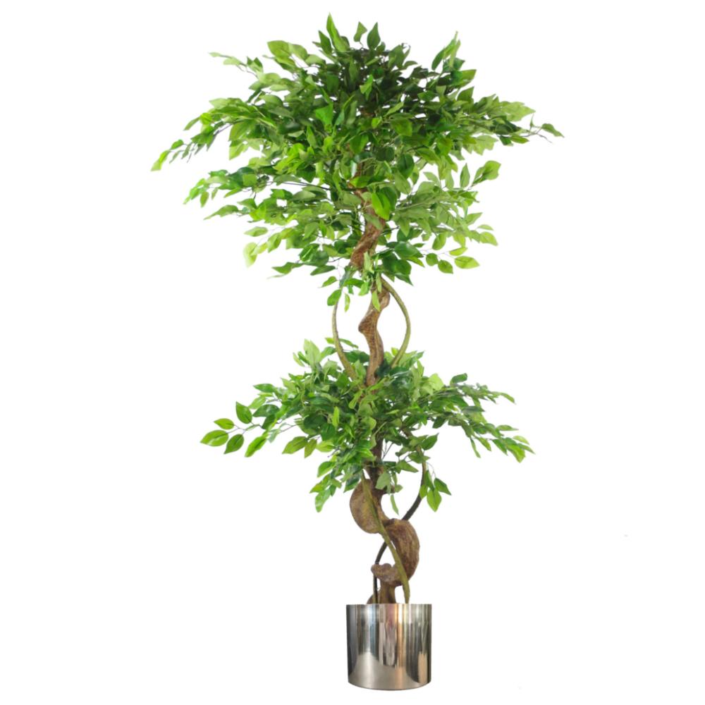 Japanese Trees | 150cm Twisted Trunk Artificial Japanese Fruticosa Ficus Tree Silver Planter Artificial Trees Japanese Trees