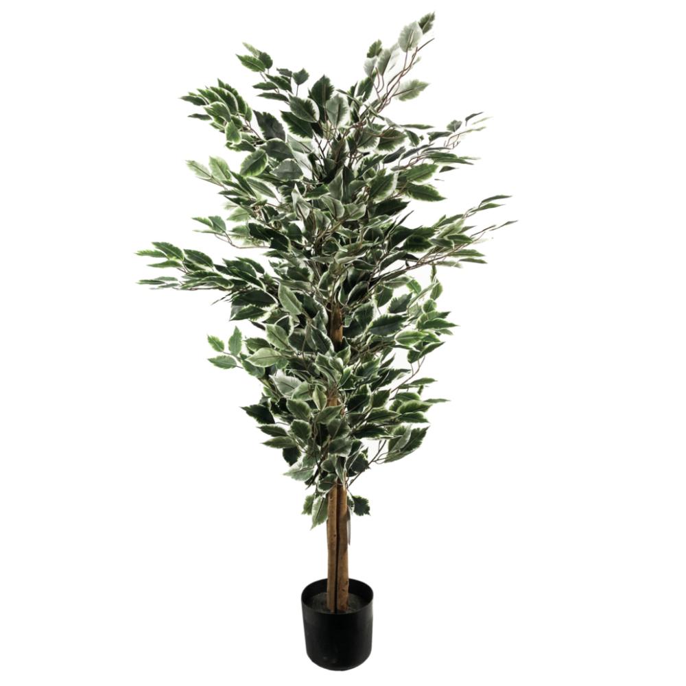 Ficus Trees | 130cm Tall Variegated WhiteandGreen Bushy Ficus Tree Artificial Trees Ficus Trees